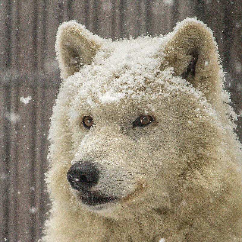 волк в снегу - аркадий 