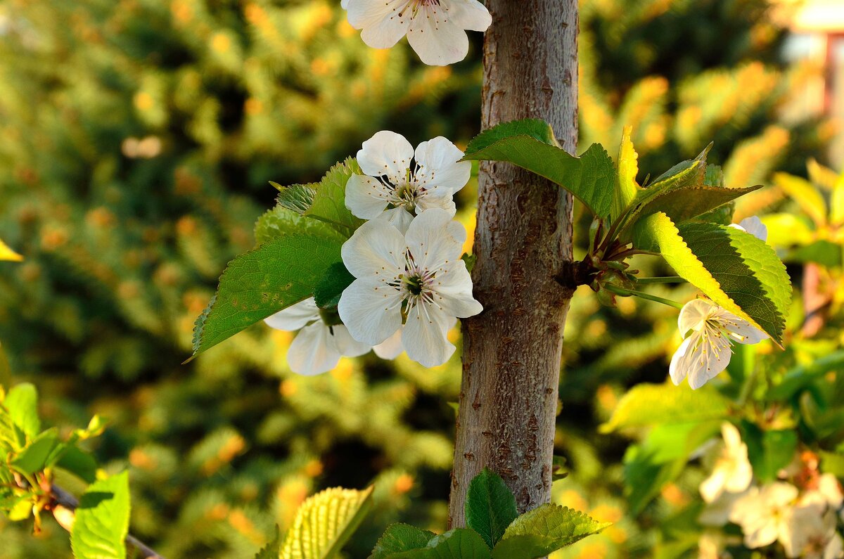 Апрельские цветы на черешне - Александр Стариков