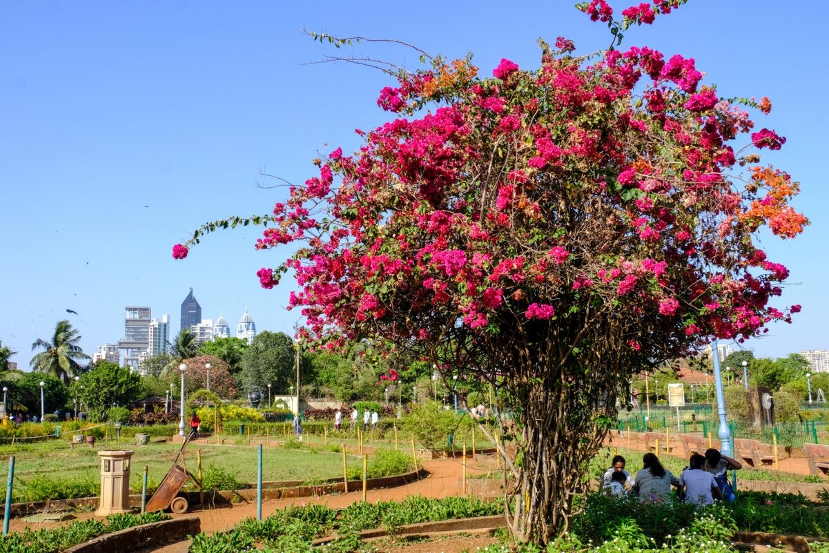 В ботаническом саду г. Мумбай - Георгий А