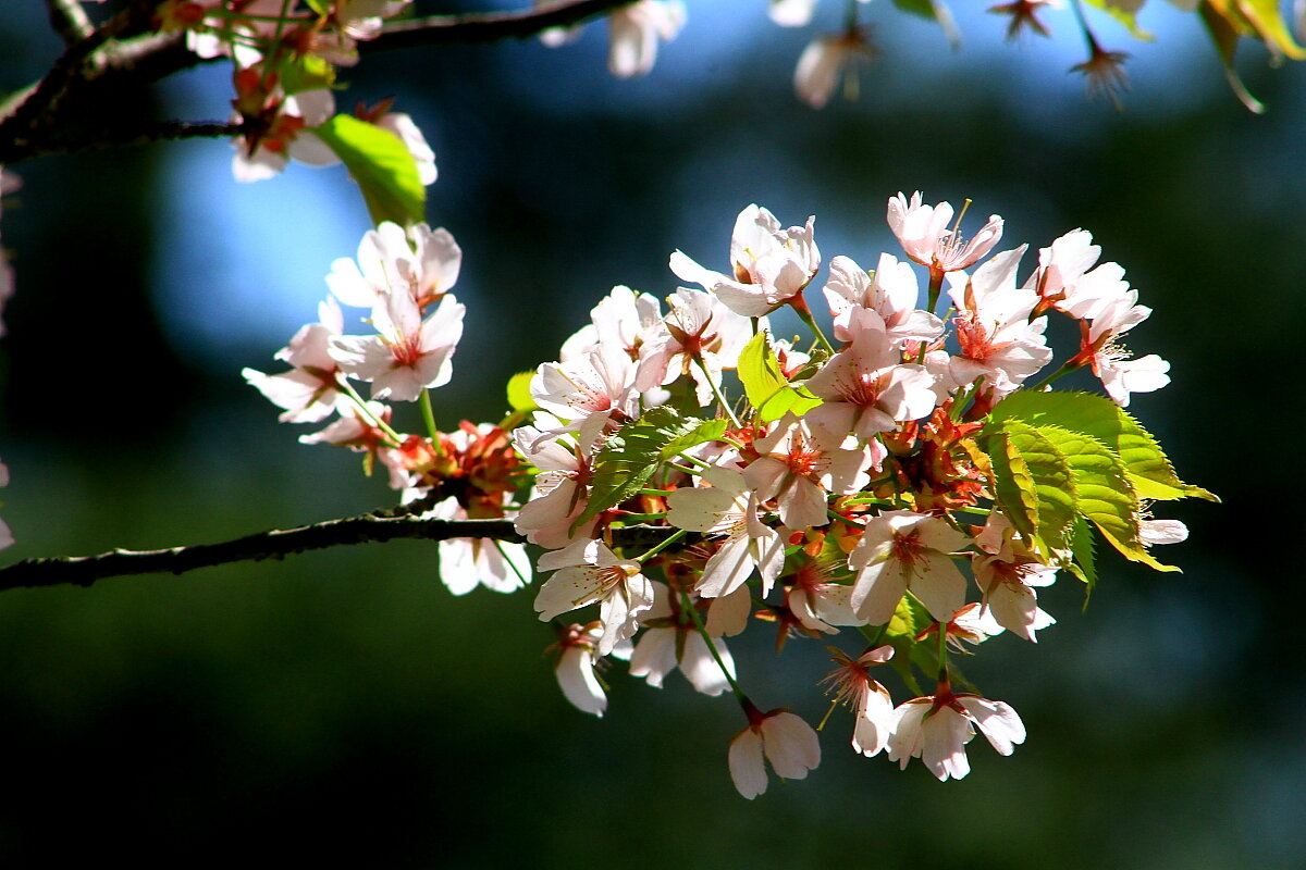 Хороши весной в саду цветочки... - олег свирский 