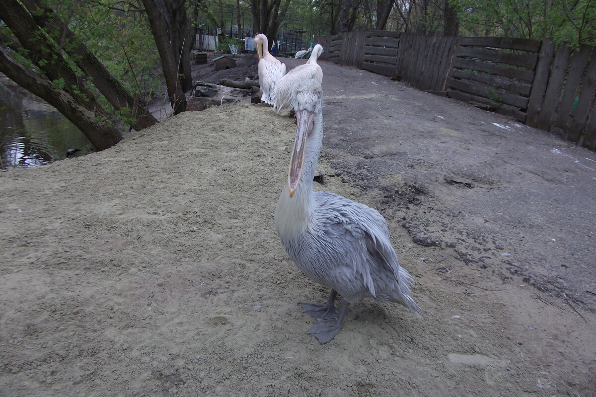 Кудрявый пеликан - Ася Коршик
