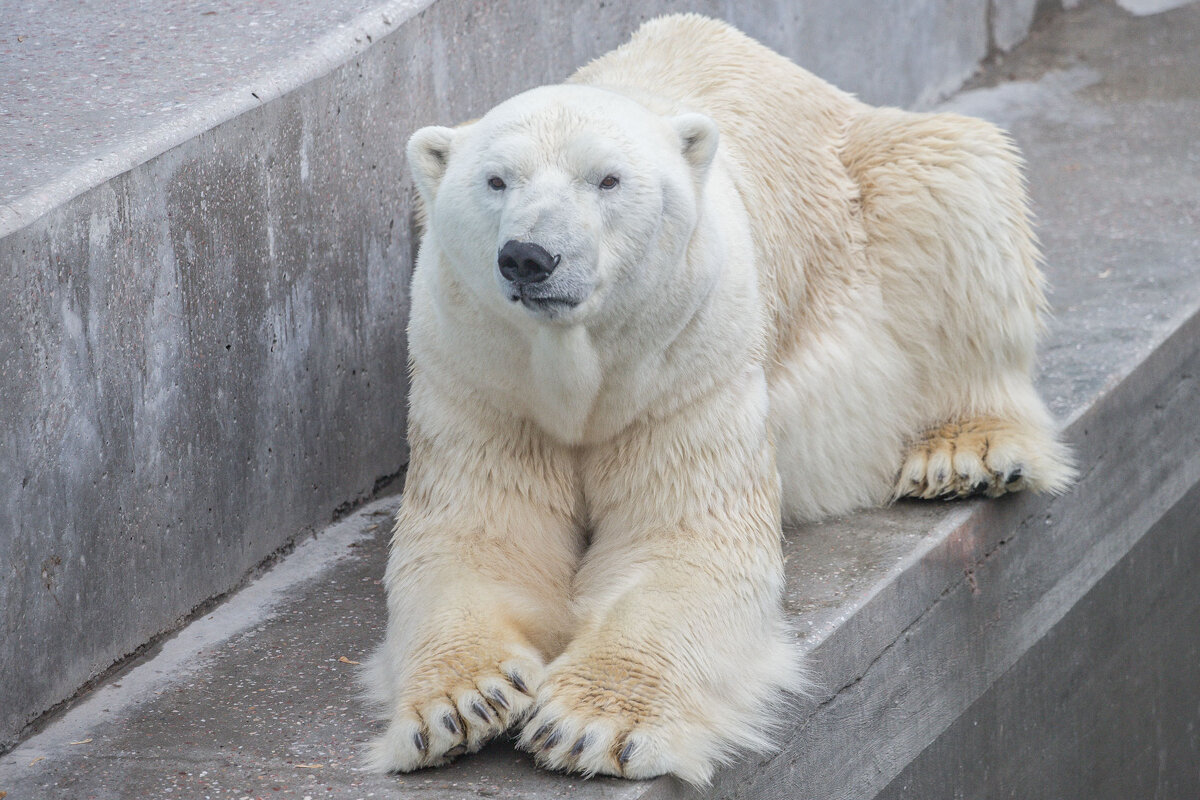 полярный медведь - аркадий 