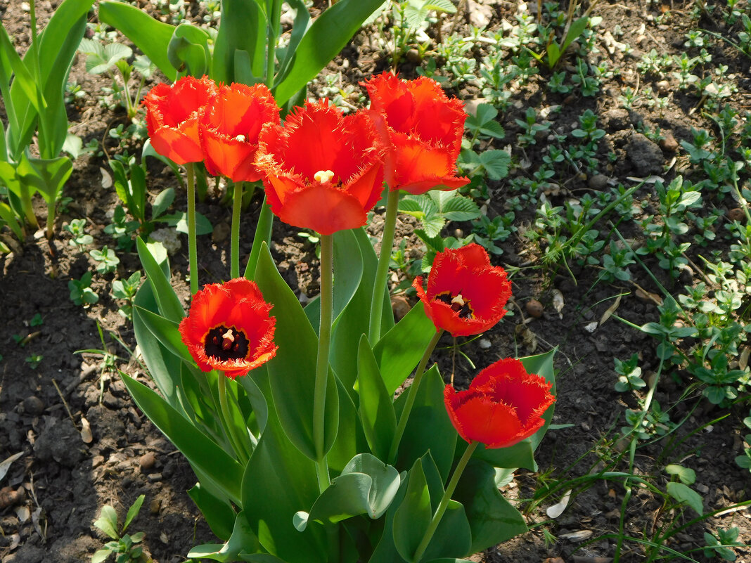 Бахромчатые тюльпаны - Наиля 