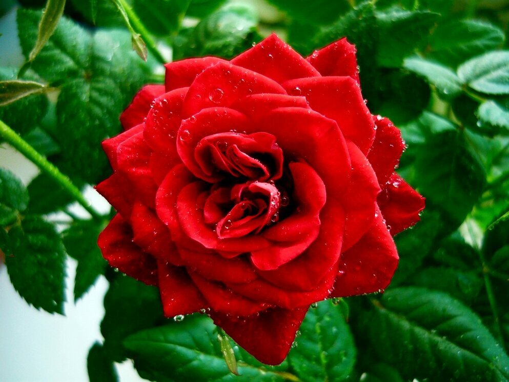 Прекрасная роза - Вера Щукина