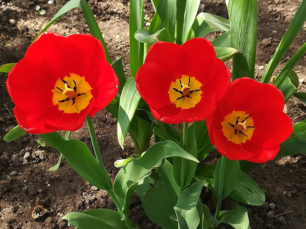 Первые тюльпаны в саду - Ольга Довженко