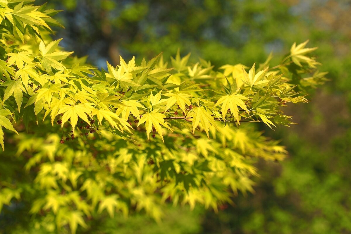 Японский клён весной Клён дланевидный Acer palmatum - wea *