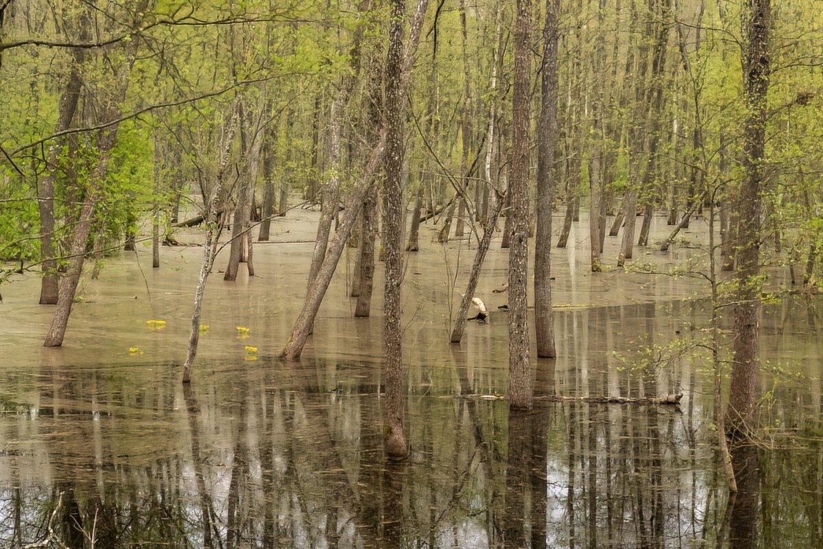 Весной в лесу - Игорь Сикорский
