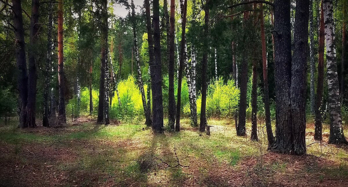 В весеннем лесу... - Владимир Шошин