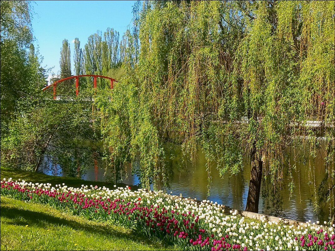 на берегу реки Везелицы - Сеня Белгородский