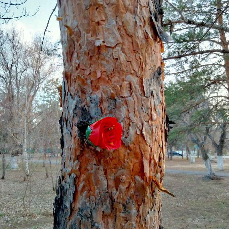 ... свежие розы в воскресенье, да ещё в этакую рань, несомненно пахнут воровством. - Динара Каймиденова