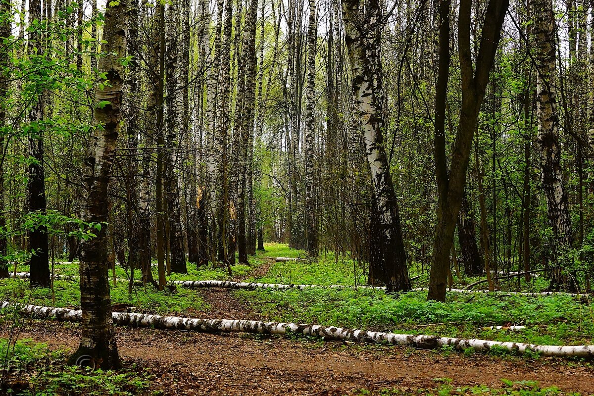 !!!! - kolyeretka 