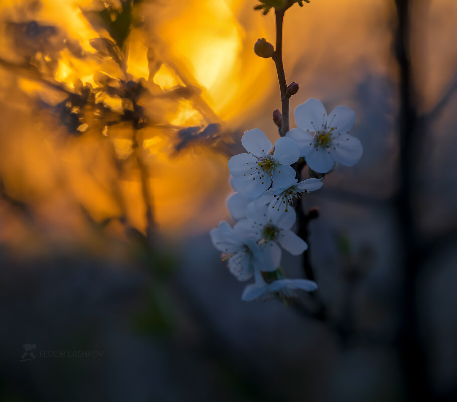 Цветки вишни на закате - Фёдор. Лашков