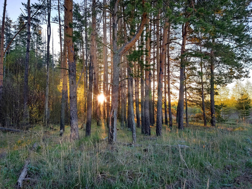 Живительные лучи - Денис Бочкарёв