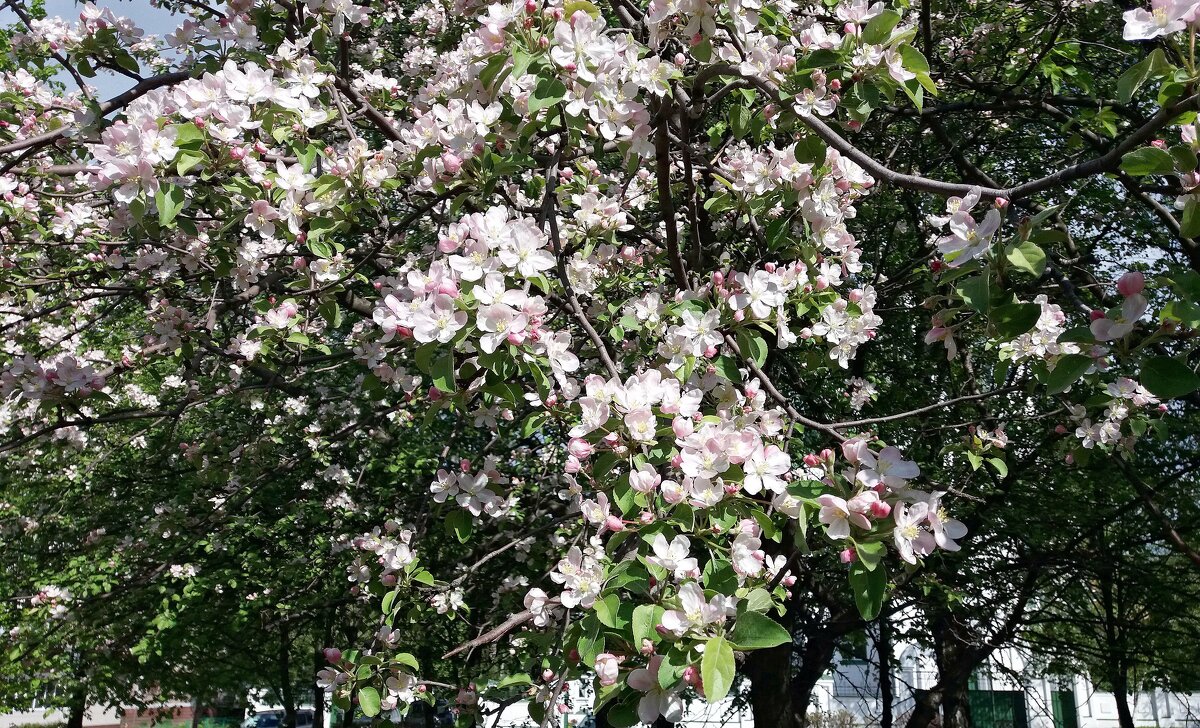Яблони в цвету - Galina Solovova