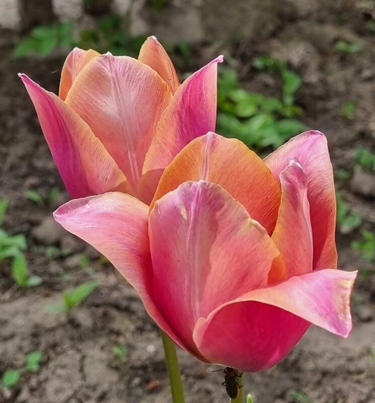 Старинные тюльпаны - Наталья 