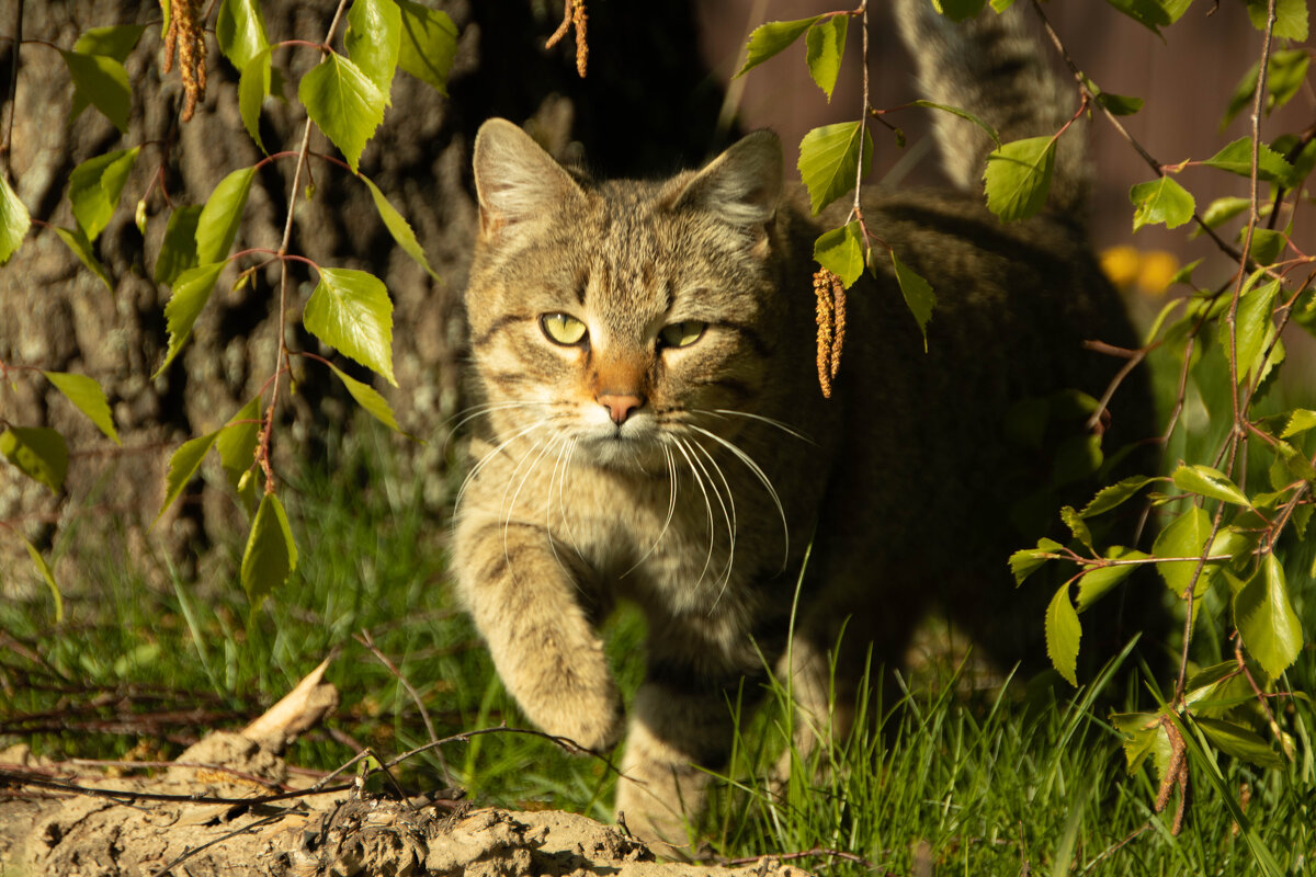 котик - Екатерина Счасная