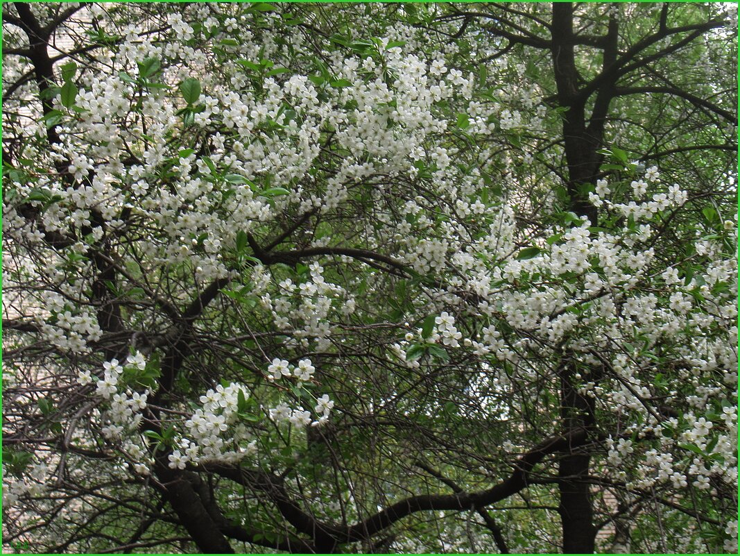 Цветы вишни - Тарасова Вера 