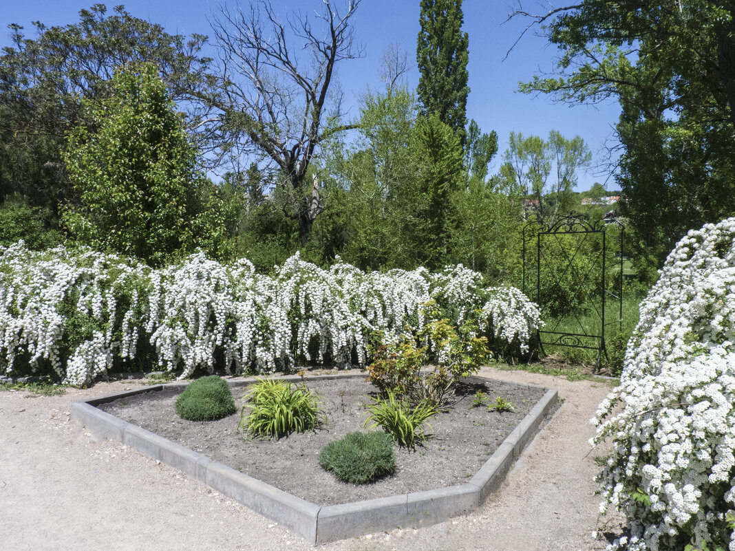 Цветы ботанического  сада - Валентин Семчишин