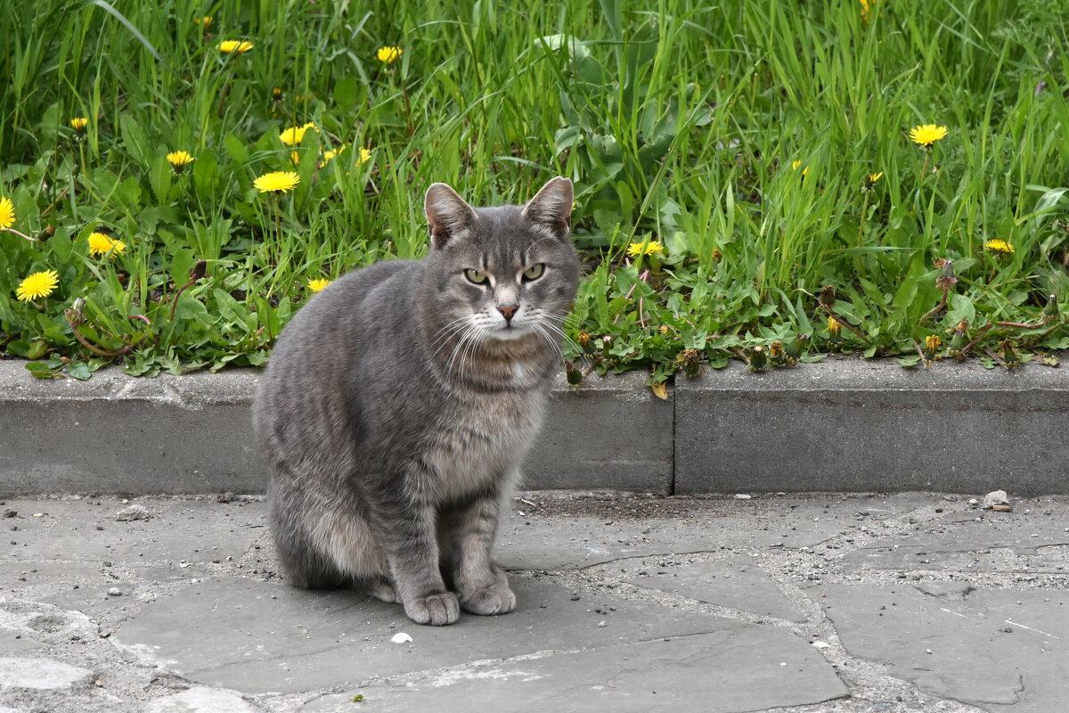 Москва. Весна. Котик. - Наташа *****