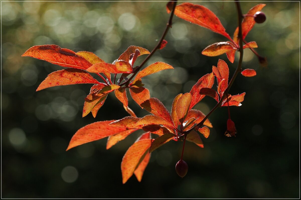 Prunus cerasifera "Pissardii" Декоративная слива в весенних лучах - wea *