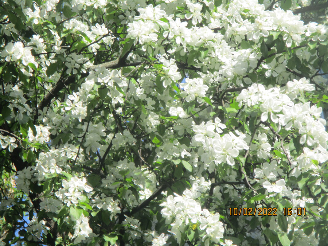 Яблоня в цвету - Алла Яшникова
