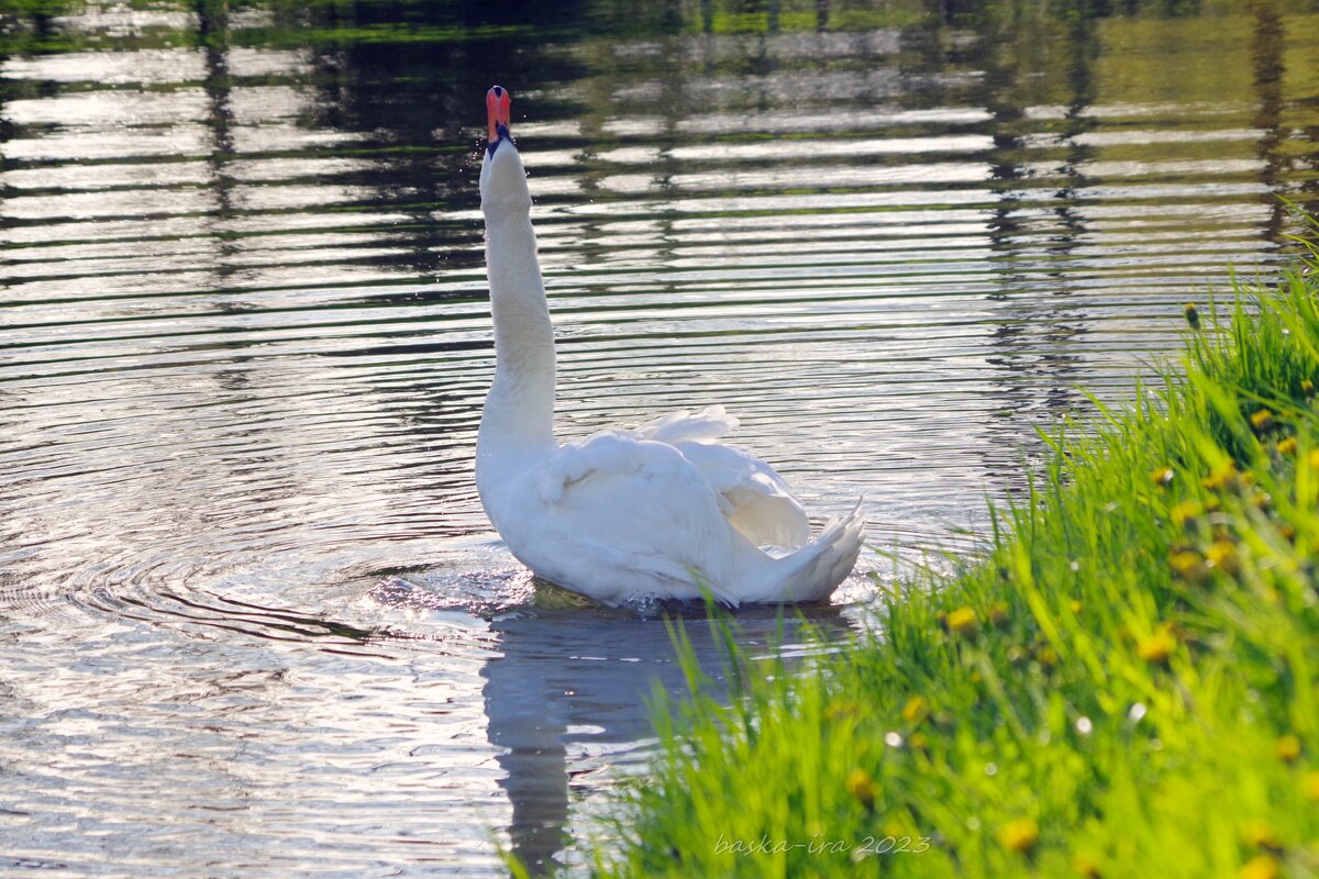 А белый лебедь на пруду... - Ирина Баскакова