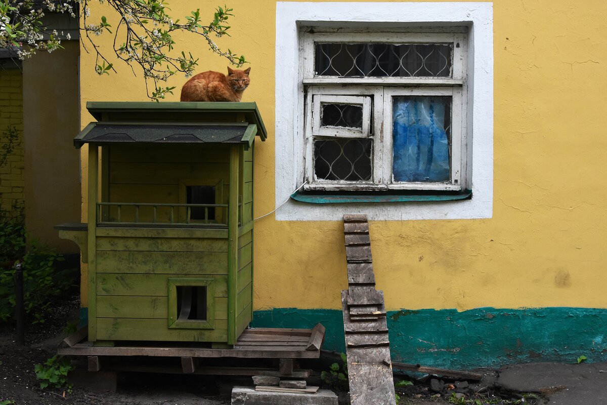 Москва. Весна. Кошачий домик. - Наташа *****