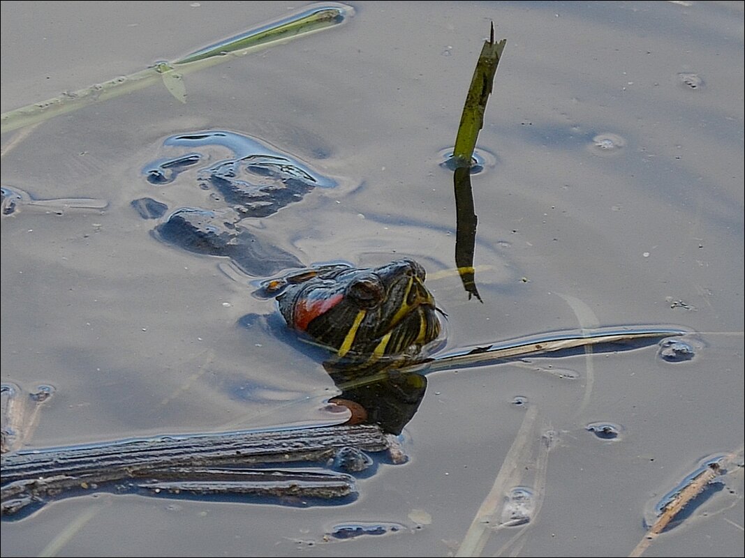 Хорошо в воде ... Спасибо, photographer ! - Сеня Белгородский