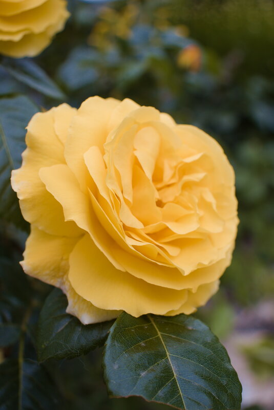 Желтая Роза ! - Giant Tao /