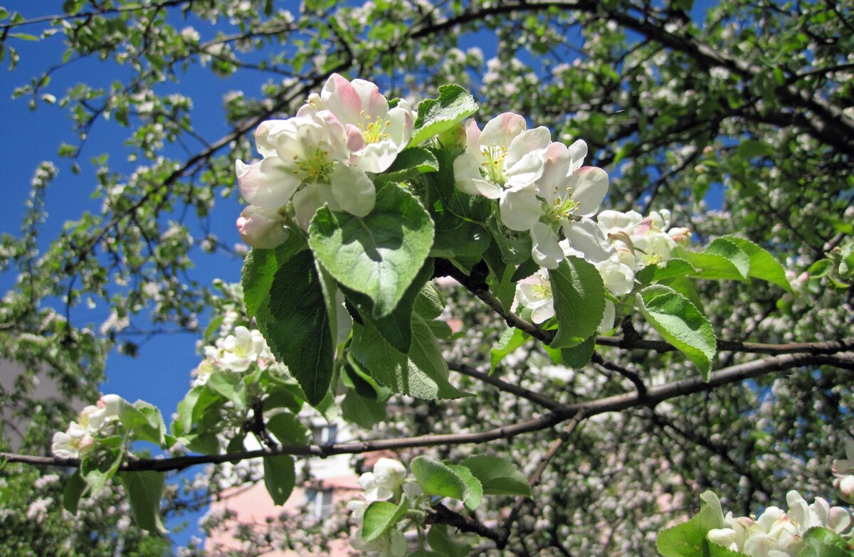 Яблонька в цвету - dli1953 