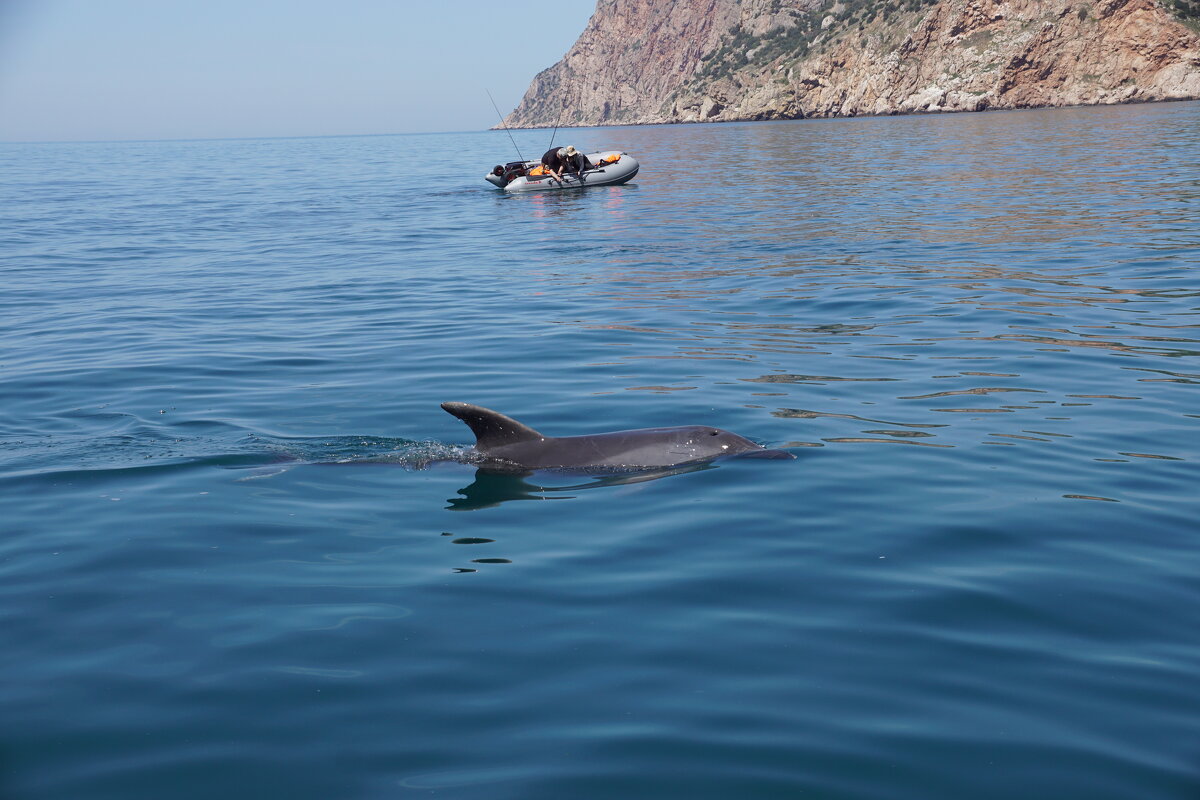 Дельфины в Балаклаве - Lersa 
