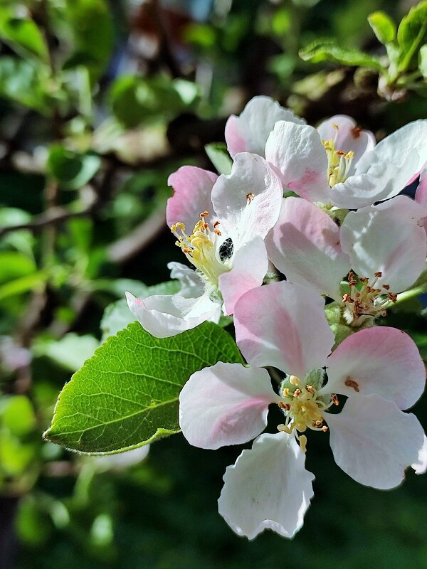 Яблони в цвету - Ирина 