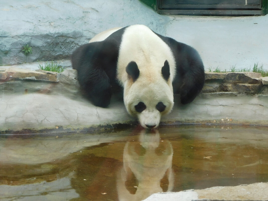 Большая панда в Московском зоопарке - Наиля 