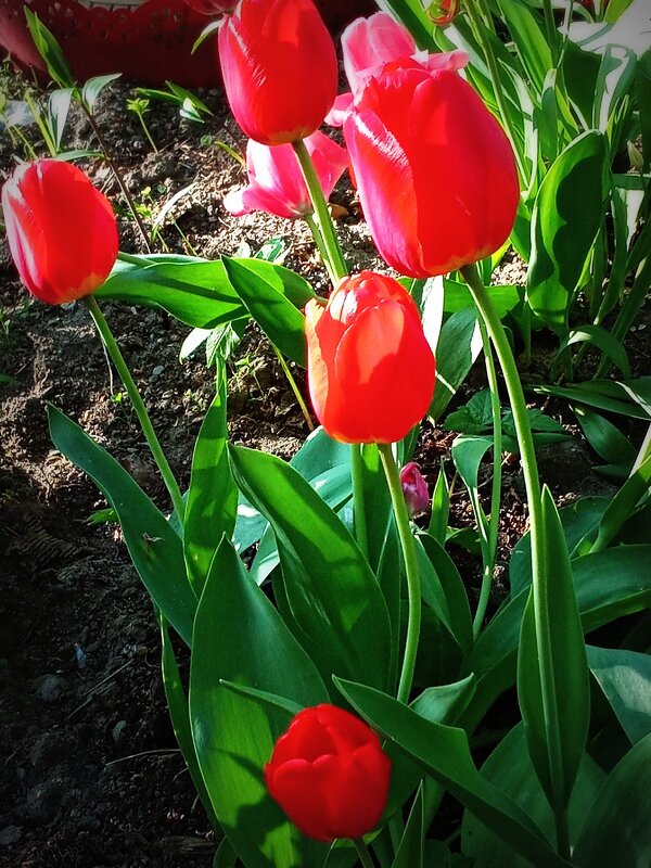 Недолгое  цветение  тюльпанов - Фотогруппа Весна