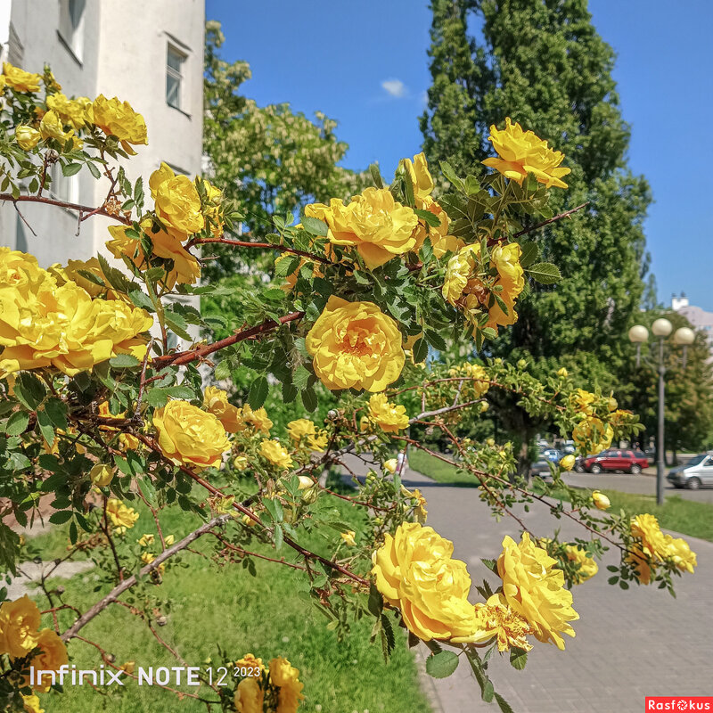 Куст жёлтой розы - Игорь Сарапулов