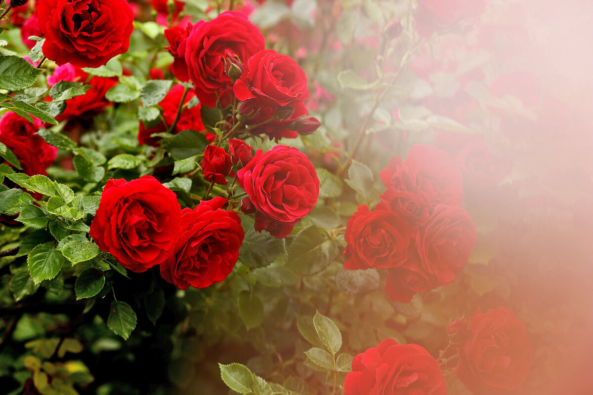 Розовые розы - Юрий Гайворонский
