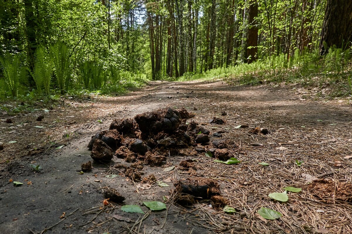 По нехоженым тропам протопали  лошади......... - Владимир 