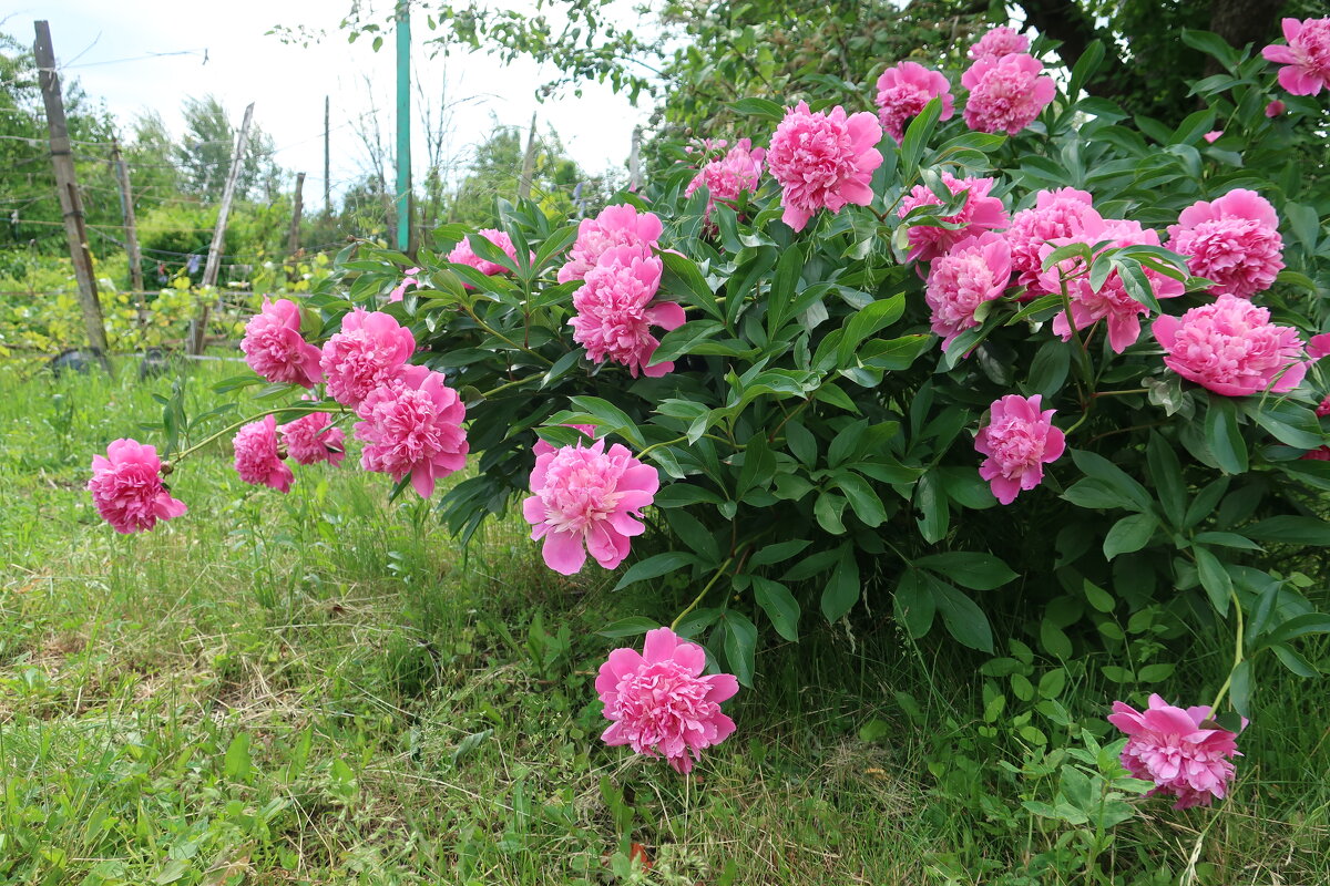 Куст розовых пионов - Gen Vel