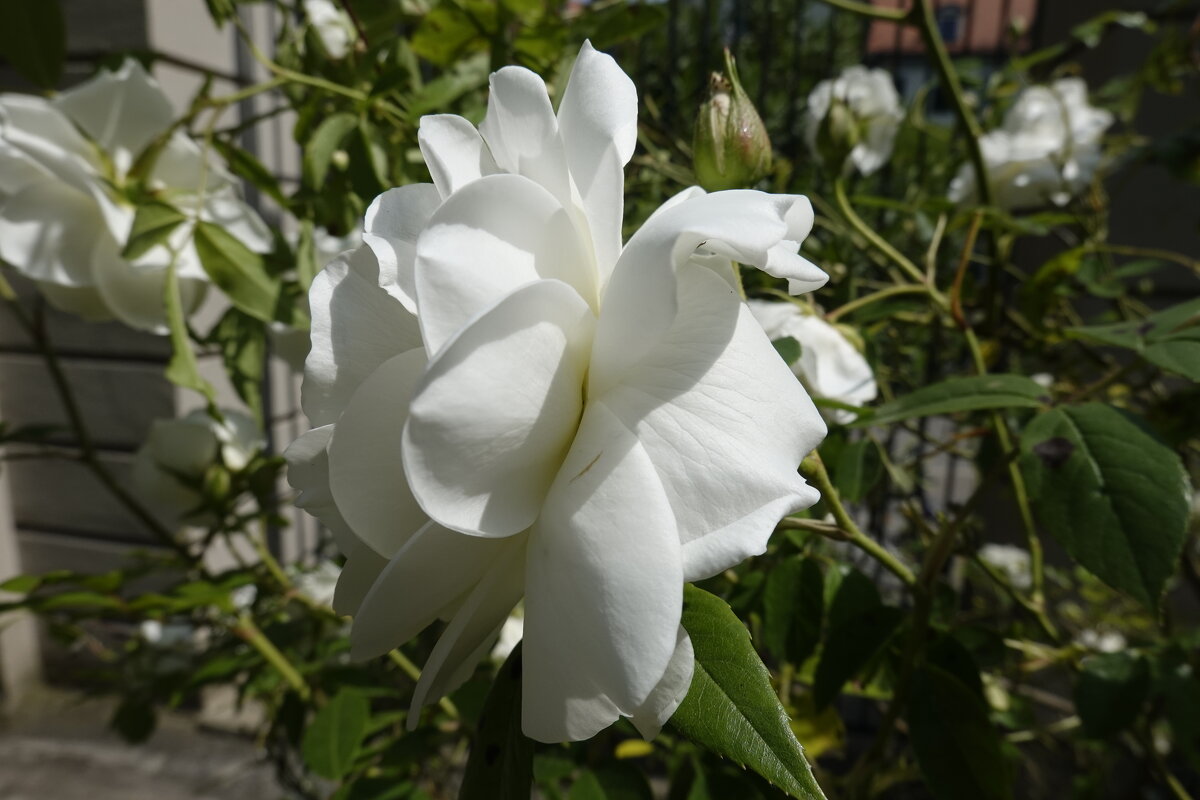 "Белая роза как ангелок.." - Galina Dzubina