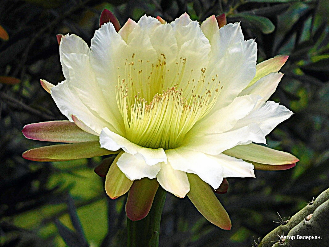 Цветок кактуса, - Валерьян Запорожченко