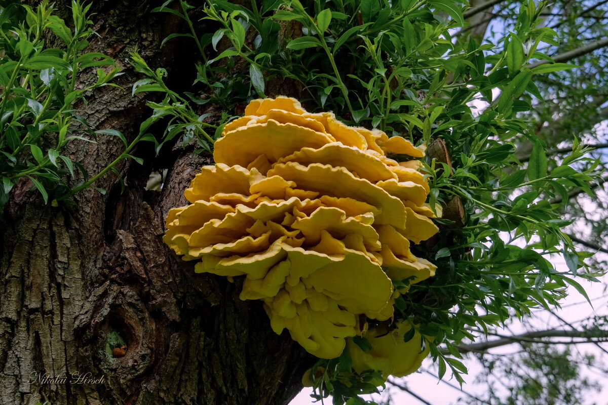 И на деревьях растут грибы - Николай Гирш