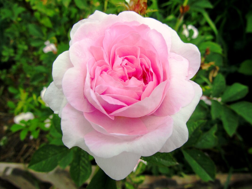 Бело-розовый цветок - Сергей Карачин