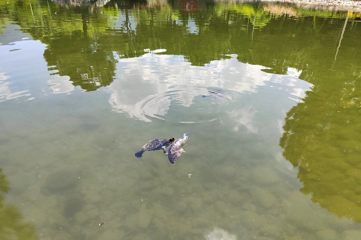 Парк  в Турции.  Черепаха  ест  рыбу  в  пруду - Фотогруппа Весна