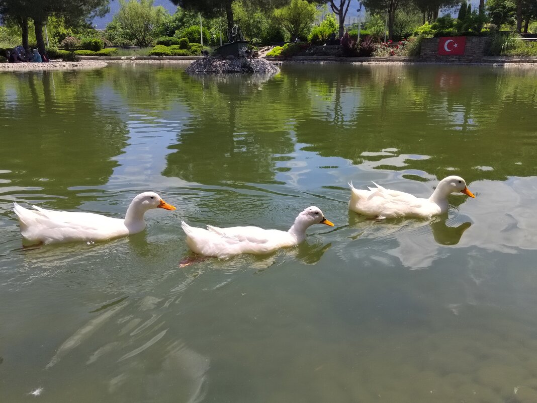 Прекрасные  лебеди  в  парке  в Денизли /Турция/ - Фотогруппа Весна
