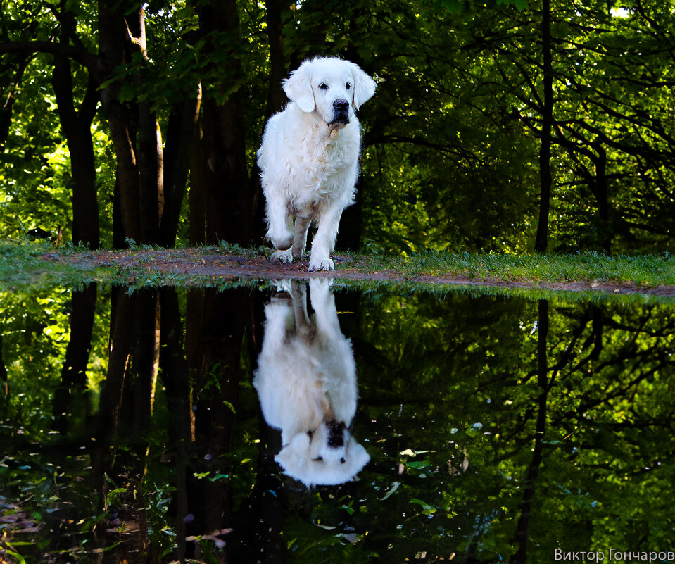 отражение,собака - Laryan1 