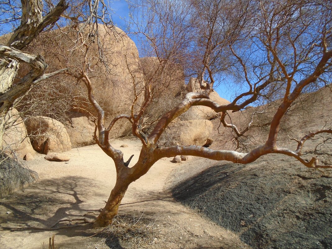 Намибийский пейзаж - Игорь Матвеев 