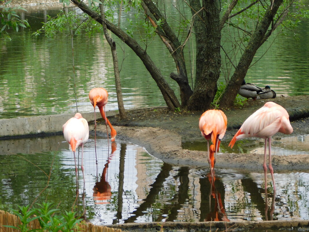 Фламинго - Наиля 