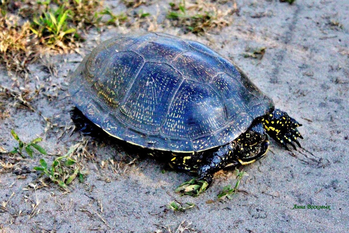 Болотную черепаху мы встретили на дороге к озеру Симагино. - Восковых Анна Васильевна 