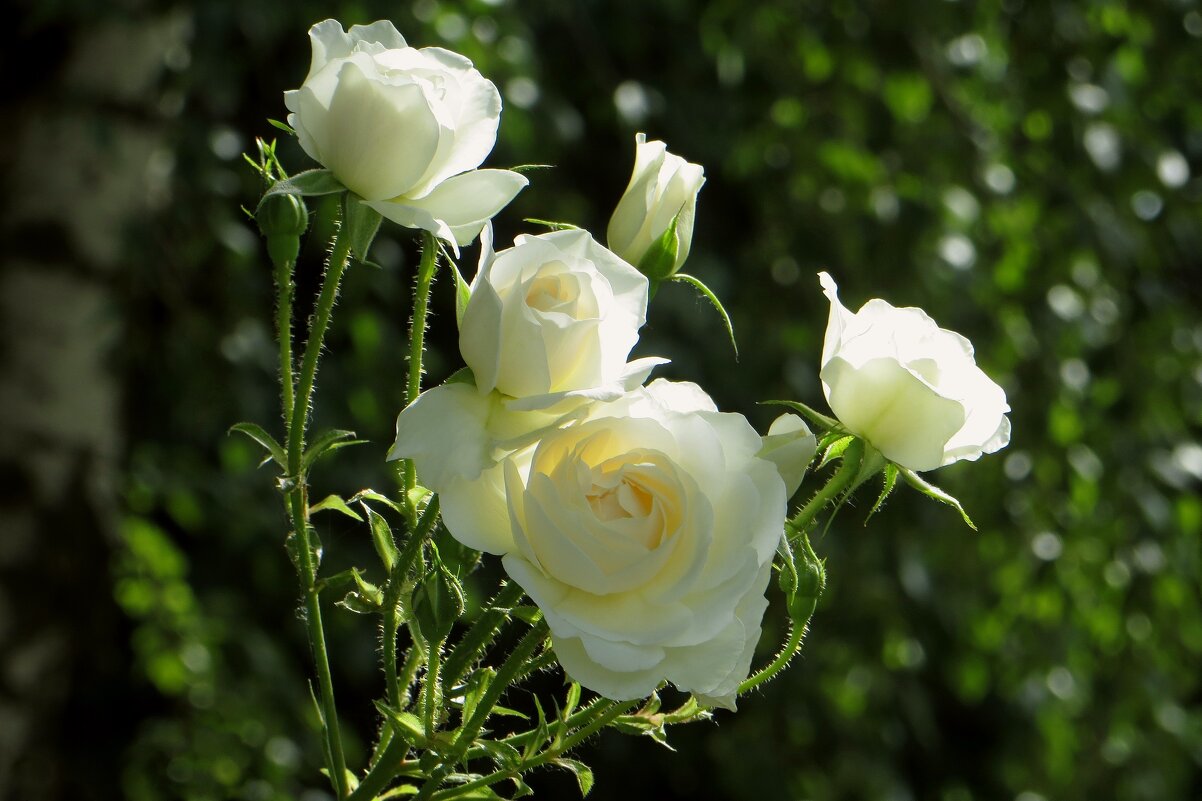 Изящная грация белых роз - Татьяна Смоляниченко