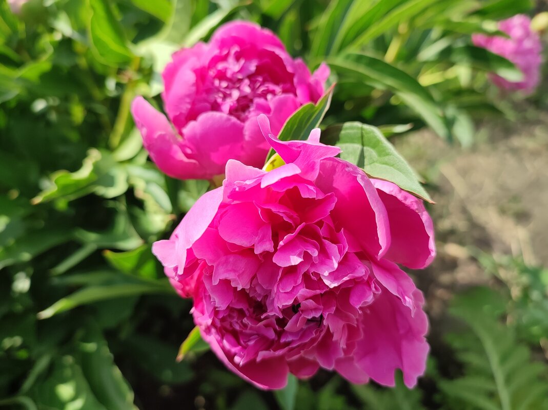 Люблю июнь, когда цветут пионы - Валентина Богатко 